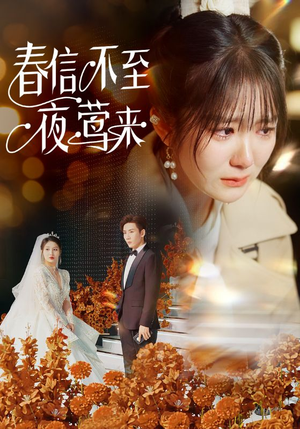 春信不至夜莺来（50集）一共多少集