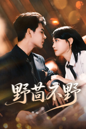 野茴不野(67集) 野茴不野(67集)短剧越看越精彩