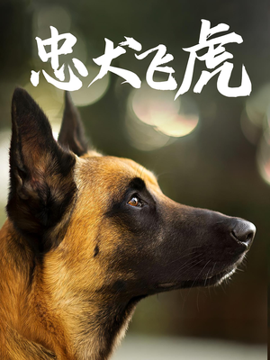 忠犬飞虎（33集）百亿短剧抢先看