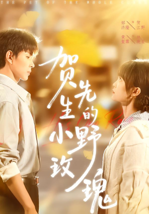 贺先生的小野玫瑰（99集）超甜短剧抢先看