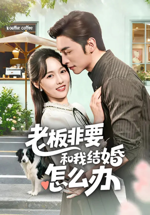 老板非要和我结婚怎么办（50集）短剧精彩不断